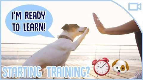 The simple methods to teach your dog to stay!