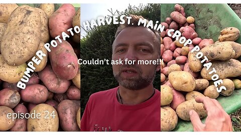 Bumper potato harvest. Main crop potatoes