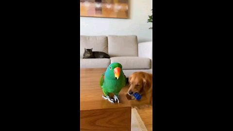 When the #parrot Realizes He’s Background Noise