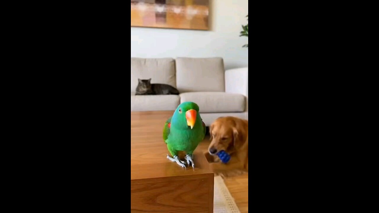 When the #parrot Realizes He’s Background Noise