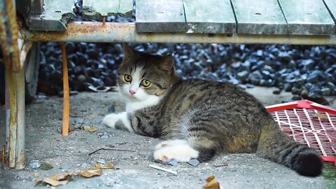 Cats Under the Bench