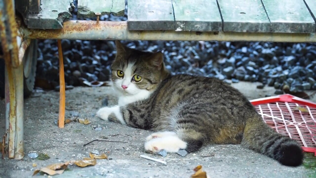 Cats Under the Bench