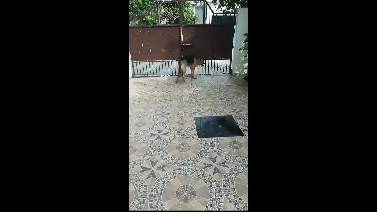 dog