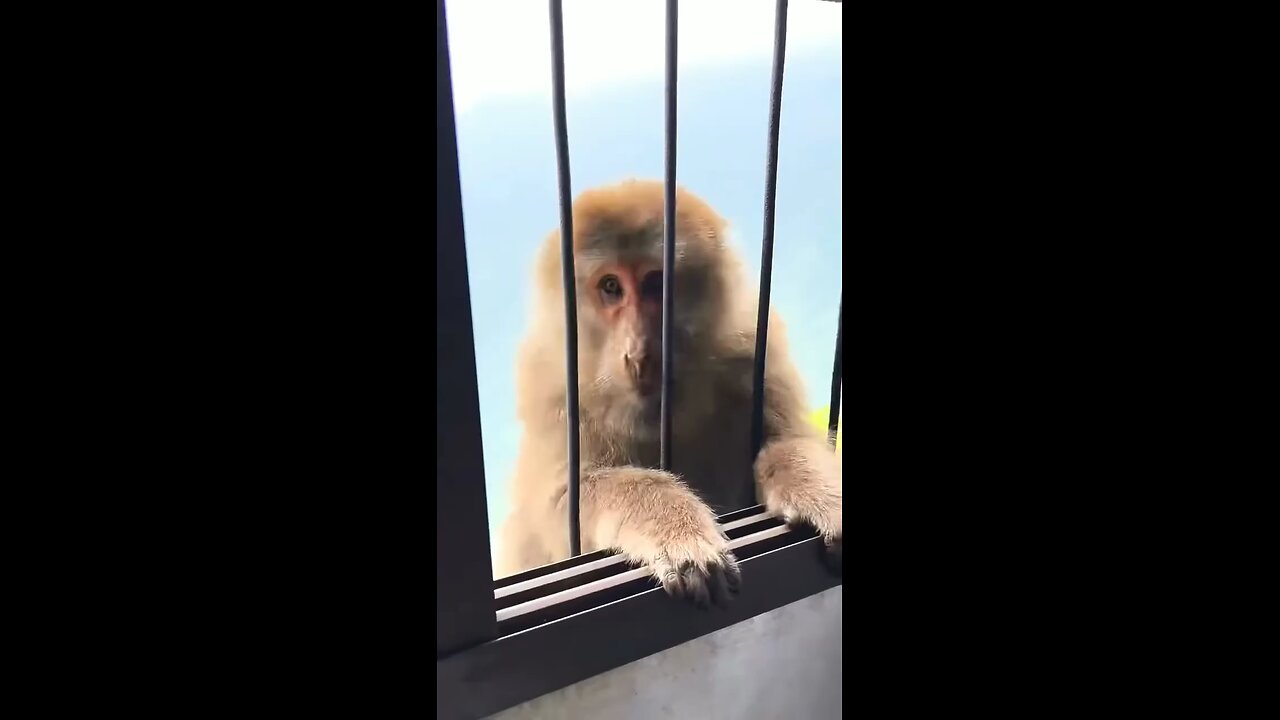 monkey is Great