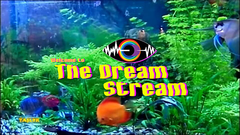 PRWPF - The Dream Stream V