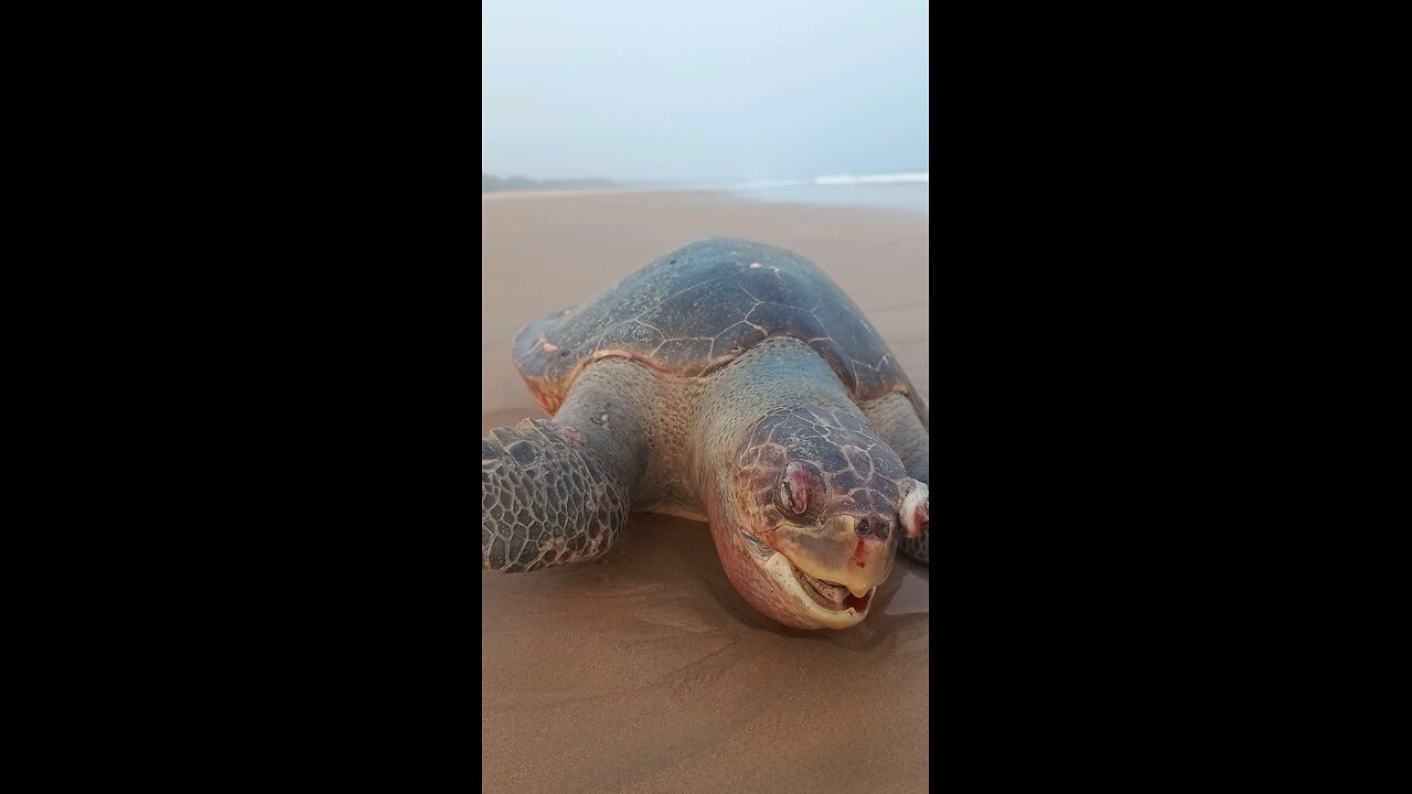 Beautiful Seashore 😍 #short #vlogs #travel