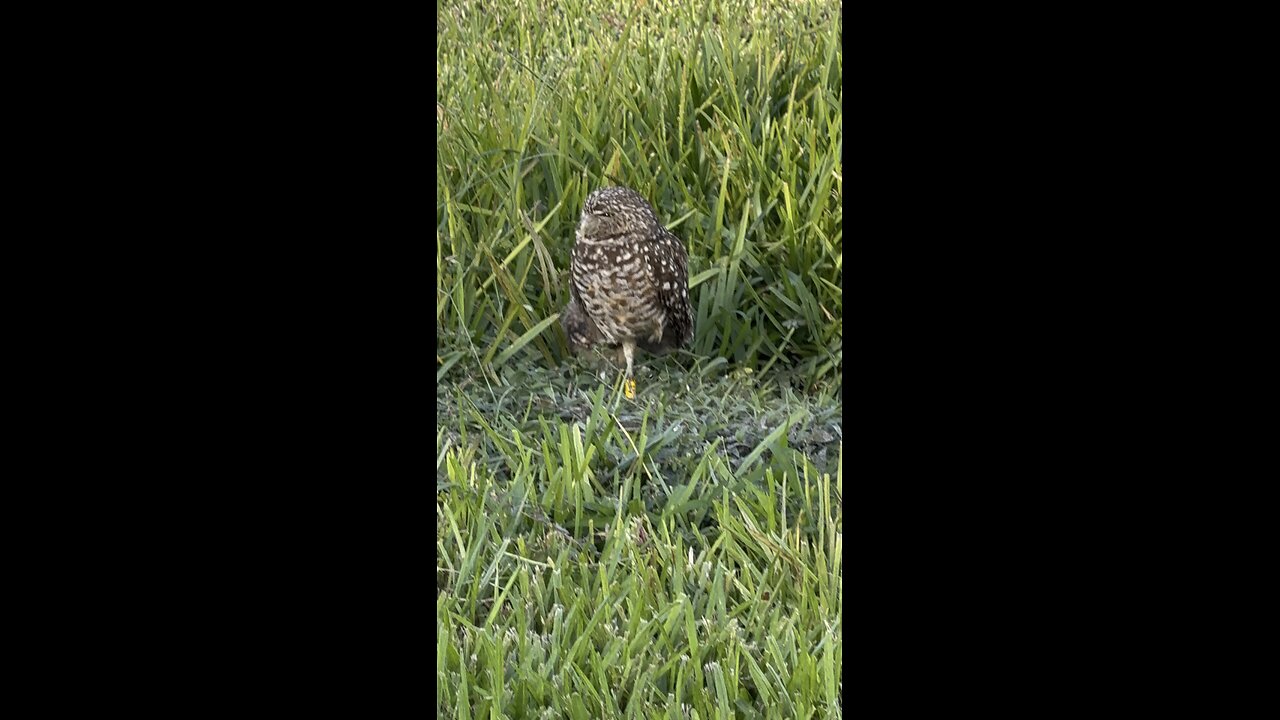 Baby Burrowing Owls Day 14 Out! | 4K