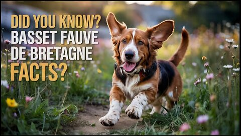 Meet the AMAZING Basset Fauve de Bretagne Breed!