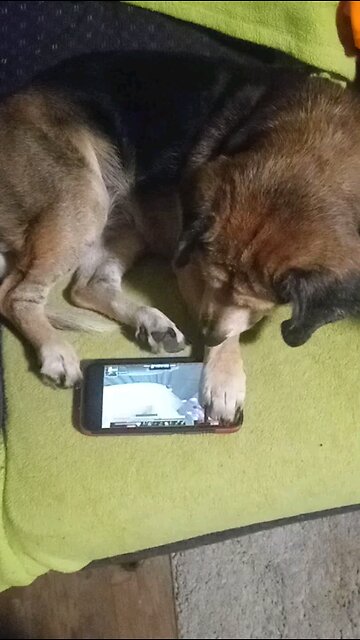 Bella watching me play Minecraft old 2017