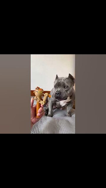 Comprei um Brinquedo Novo para Minha American Bully #maoriblue ☺️😅