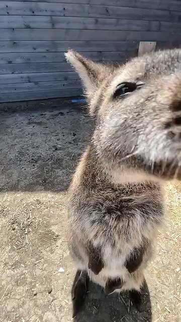Kangaroo