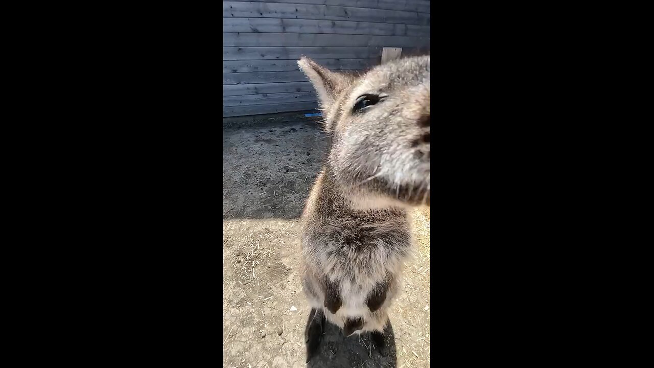 Kangaroo