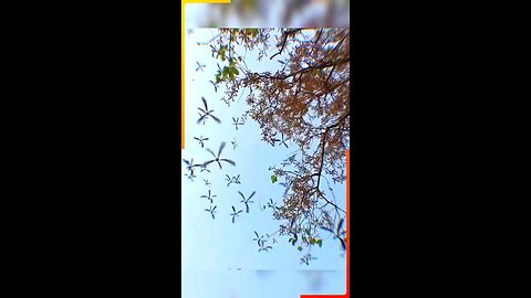 These things work like helicopters, but how? | #trending #viral #facts #FactsMultiply