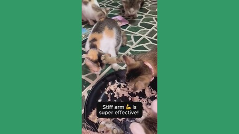 Funny Cats — When Cuteness Meets Chaos!