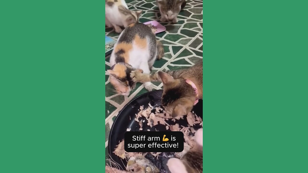 Funny Cats — When Cuteness Meets Chaos!