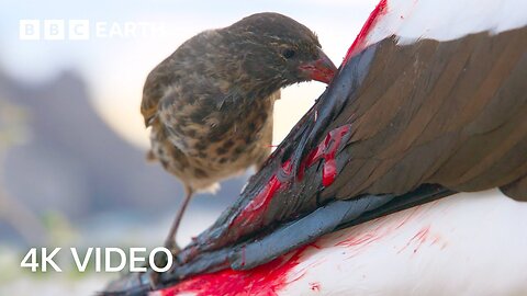 Bloodthirsty Birds Turn Into Vampires