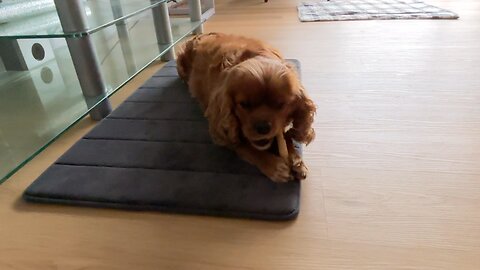 😄Happy Hour 🐕❤️