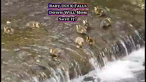 Baby DUCK Falls Down Will Mom Save It? Duck Family 🦆😱👶