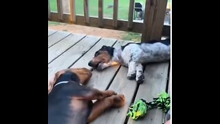 Love All Life Always #364 - A Fight Not Worth Gerting Up For. 🤣🤣🤣