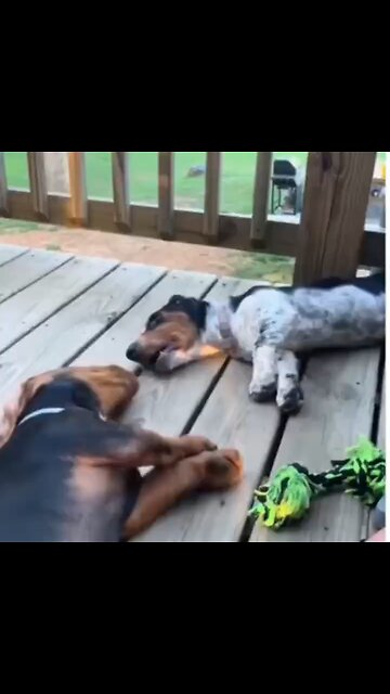 Love All Life Always #364 - A Fight Not Worth Gerting Up For. 🤣🤣🤣