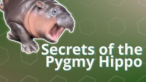 Moo Deng & the Secret World of Pygmy Hippos
