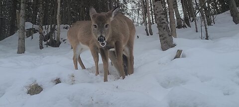 Injured deer is 90% better