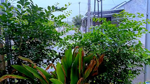 ASMR HUJAN TEMANI HARI SANTAY