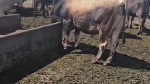 how to stop a bull from charging you