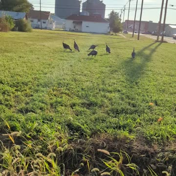 BradKuz76 Turkeys in town!