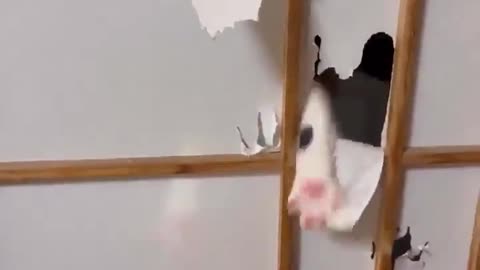 😂🚪 Watch a Cat's EPIC Battle with a Japanese Door! | FunFM
