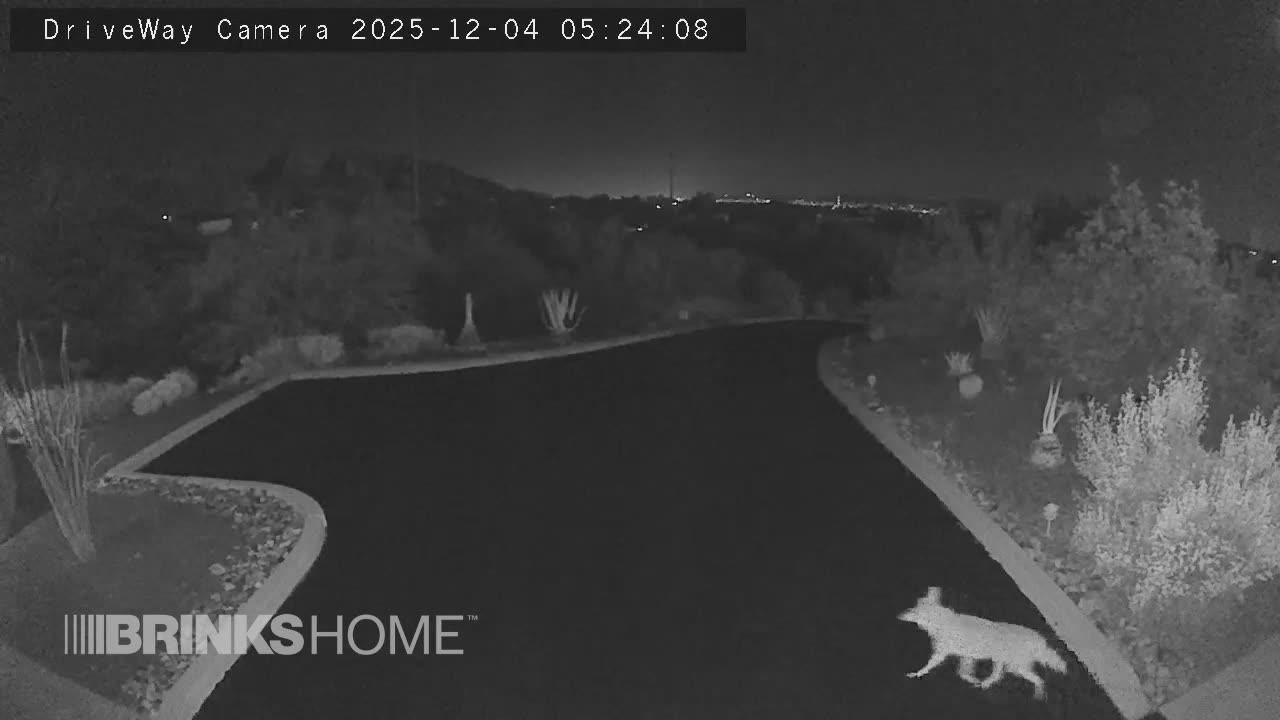 The coyote packs are on roaming