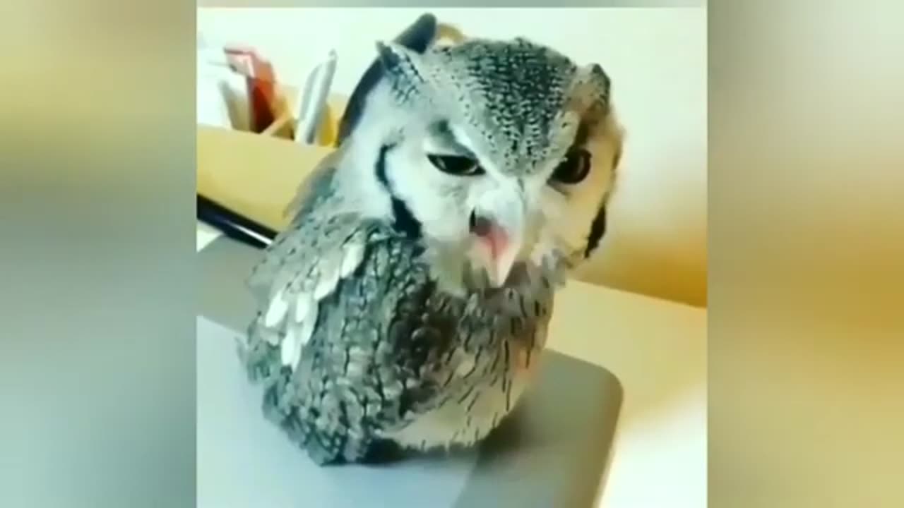 TOP 50 MOST POPULAR FUNNY ANİMAL VİDEOS!!! - Part 2