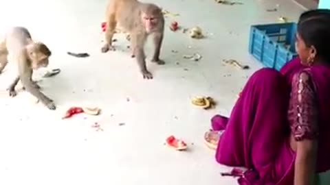 Monkey with women