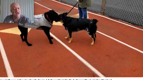 Flipping the Script on Keven Murdaugh's Copy Cat Cesar Millan Approach - Pt 8