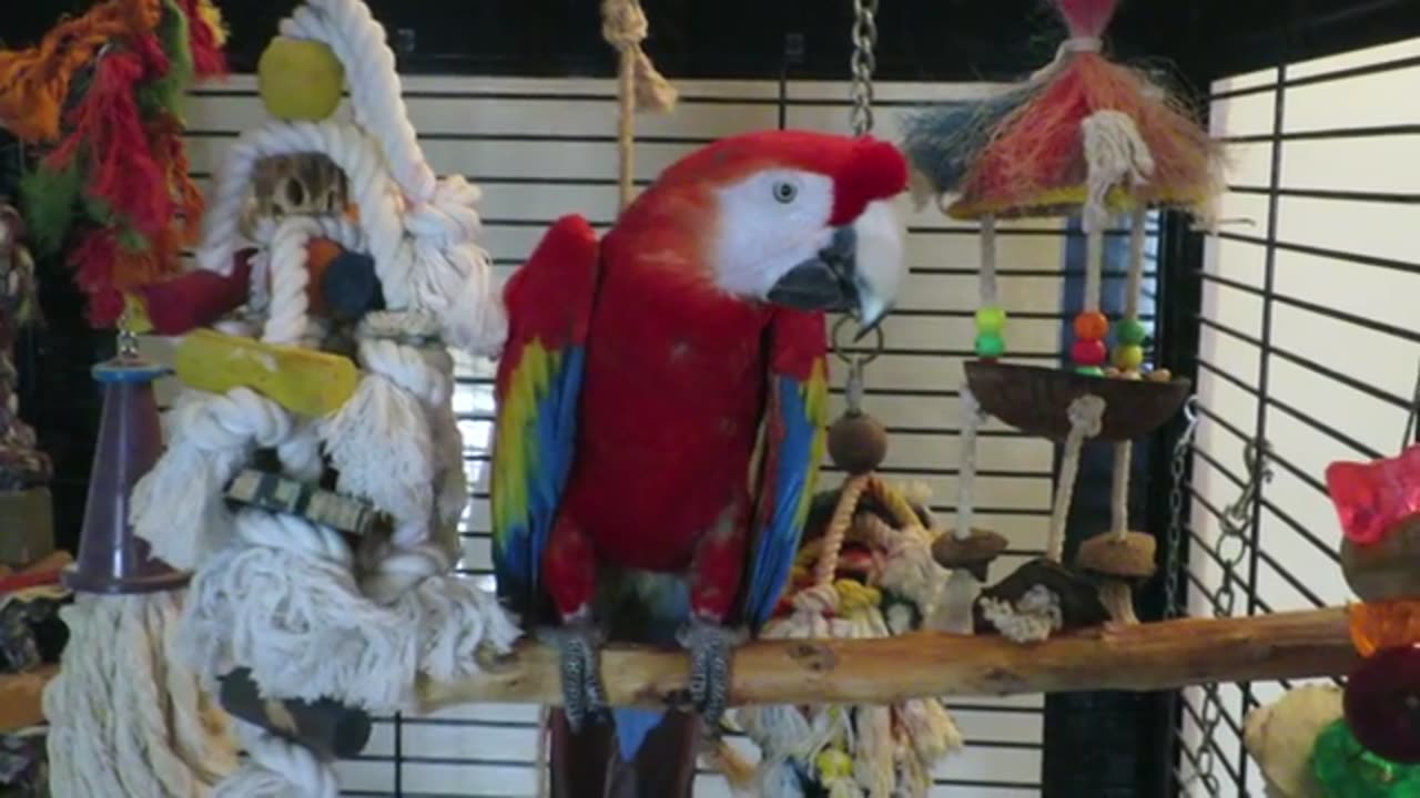 BIRD YELLS FOR MORE PISTACHIO NUTS TO BE PUT IN HER BOWL 🥣 🤣