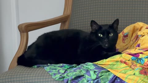 Cute Precious Piper Relaxes on Her Throne - My Adopted Shelter Cat Vlog