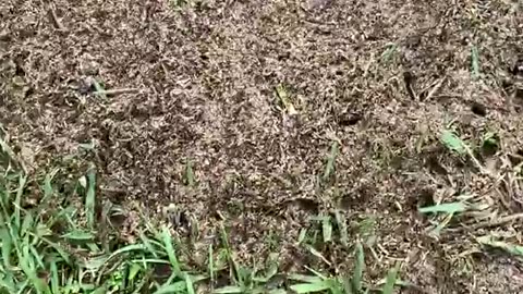 🕷️😨 The Terrifying World of Ants Like You've Never Seen | TheHauntingHour