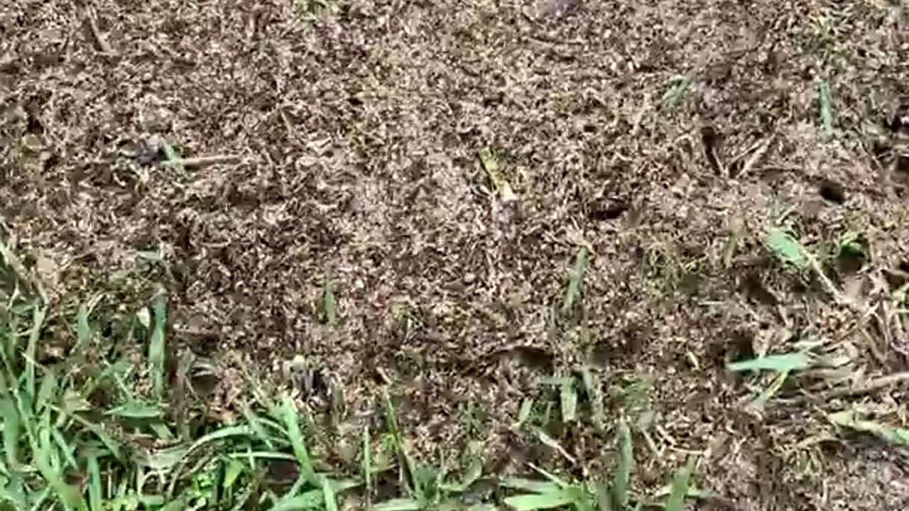 🕷️😨 The Terrifying World of Ants Like You've Never Seen | TheHauntingHour