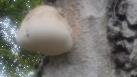 Birch Polypore Mushroom Tea