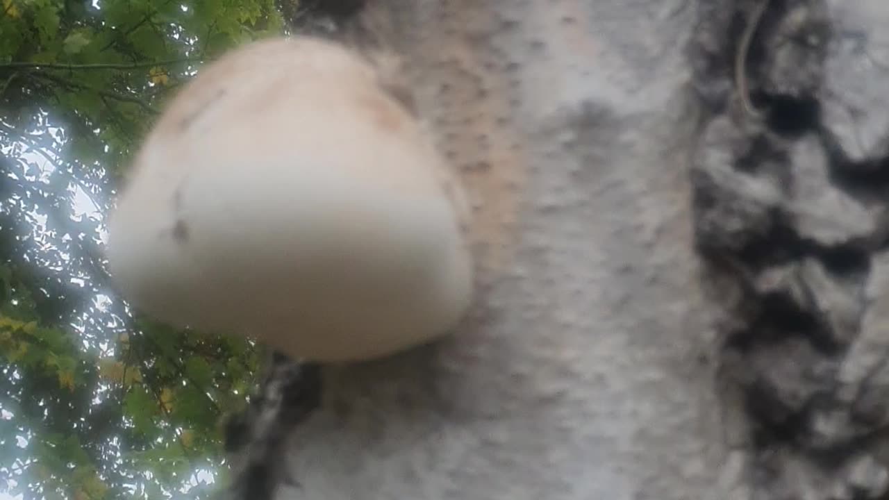 Birch Polypore Mushroom Tea