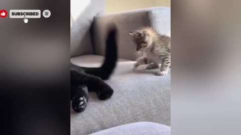 Funniest Animals 2025 🤣😅 New Funny Cats Videos 😸🐶
