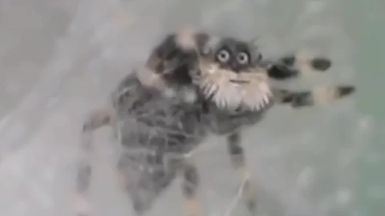 🕷️🧠 Jumping Spider That Looks Like a Wise Old Man! | FeedMyCuriosity
