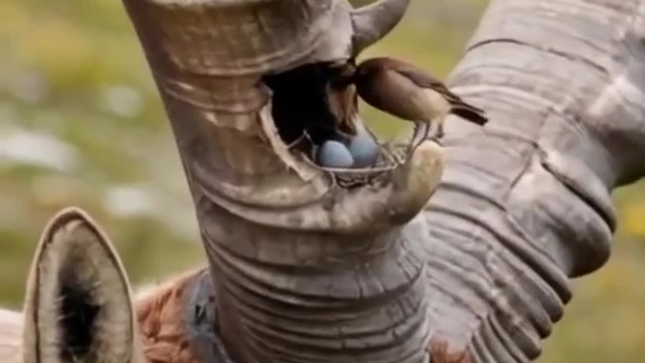 "Birds Building Nests in Animal Horns - A Fascinating Moment"