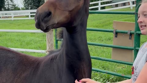 Colt Loves A Good Scratch