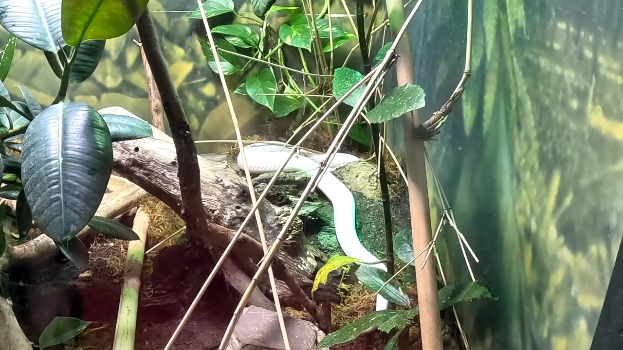 Monocellate Cobra at the San Diego Zoo