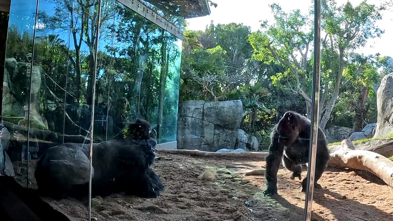 Female Gorilla wants to Mate at the San Diego Zoo