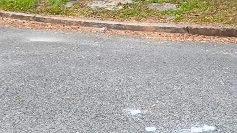 16.11.2025 Out of Control Kuranda