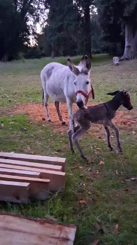 New Baby Donkey in Patagonia Chile