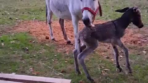 New Baby Donkey in Patagonia Chile