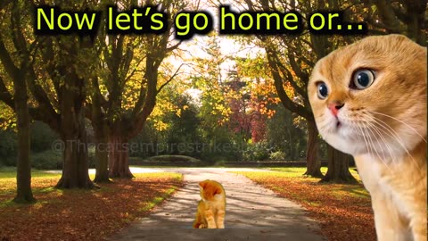 What to Do When a Cat Does Poorly in Math (Ep.73)